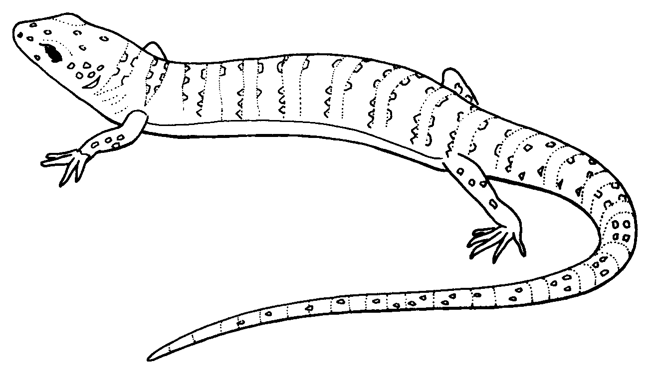 Lizard Coloring Pages Elegant Printable Lizard Coloring Pages 1309x751 Lizard Coloring Pages Elegant Printable Lizard Coloring Pages