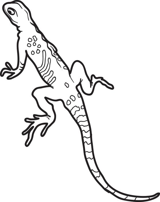 Lizard Coloring Pages Printable 556x700 Lizard Coloring Pages Printable