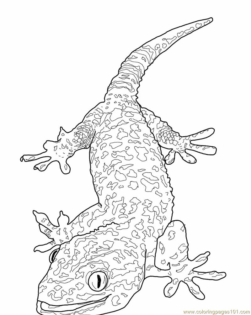Lizard Coloring Pages 800x1005 Lizard Coloring Pages