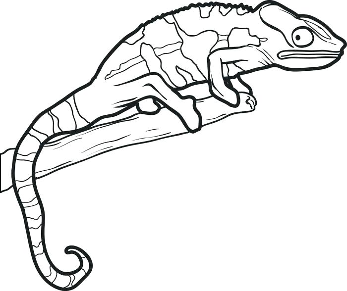 Reptile Coloring Page Reptile Coloring Pages In Addition To Lizard 700x588 Reptile Coloring Page Reptile Coloring Pages In Addition To Lizard