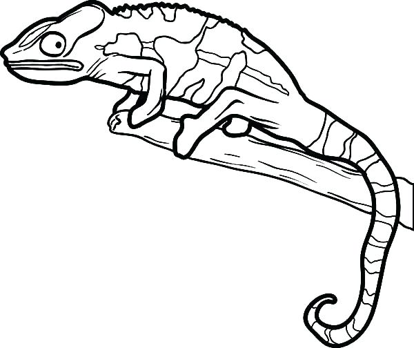 Reptile Coloring Pages Reptile Coloring Pages As Well As Free 600x504 Reptile Coloring Pages Reptile Coloring Pages As Well As Free