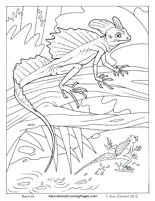Reptile Coloring Pages Reptiles Coloring Pages Reptile Coloring 612x792 Reptile Coloring Pages Reptiles Coloring Pages Reptile Coloring