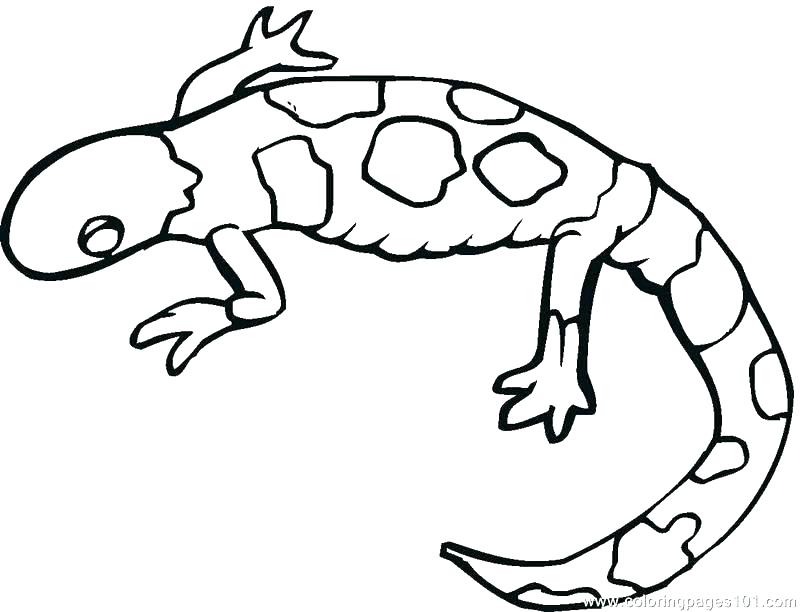 Baby Lizard Coloring Pages Printable Coloring Lizard Coloring 800x612 Baby Lizard Coloring Pages Printable Coloring Lizard Coloring