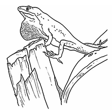 Top 10 Free Printable Lizard Coloring Pages Online 230x230 Top 10 Free Printable Lizard Coloring Pages Online