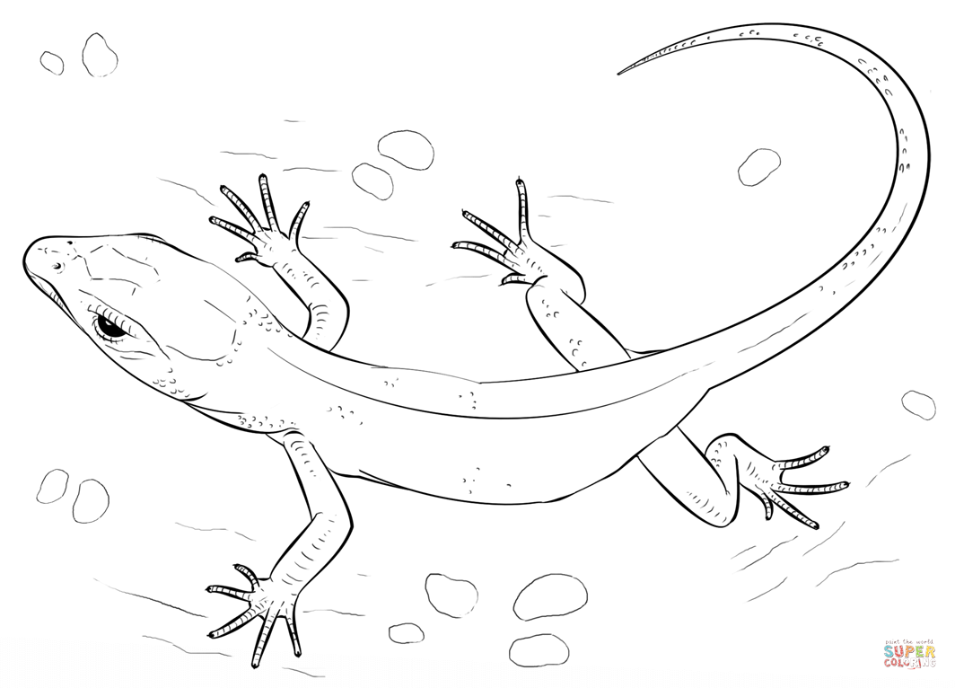 Lizard Coloring Page Free Printable Coloring Pages Lizard Coloring 1064x766 Lizard Coloring Page Free Printable Coloring Pages Lizard Coloring
