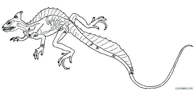 Lizard Coloring Page Baby Lizard Coloring Pages Printable For Kids 685x324 Lizard Coloring Page Baby Lizard Coloring Pages Printable For Kids