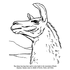 Llama Coloring Page