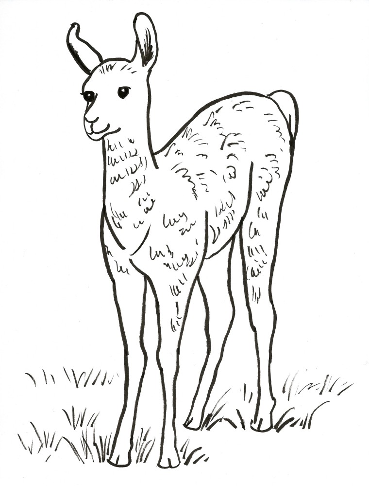 760x999 Llama Coloring Page