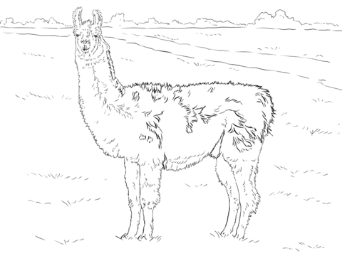 480x360 Llama Coloring Pages Realistic Llama Coloring Page Free Printable