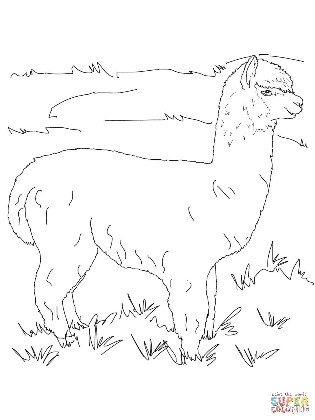 1200x1600 Alpaca Coloring Pages Free Coloring Pages Misc. Ideas
