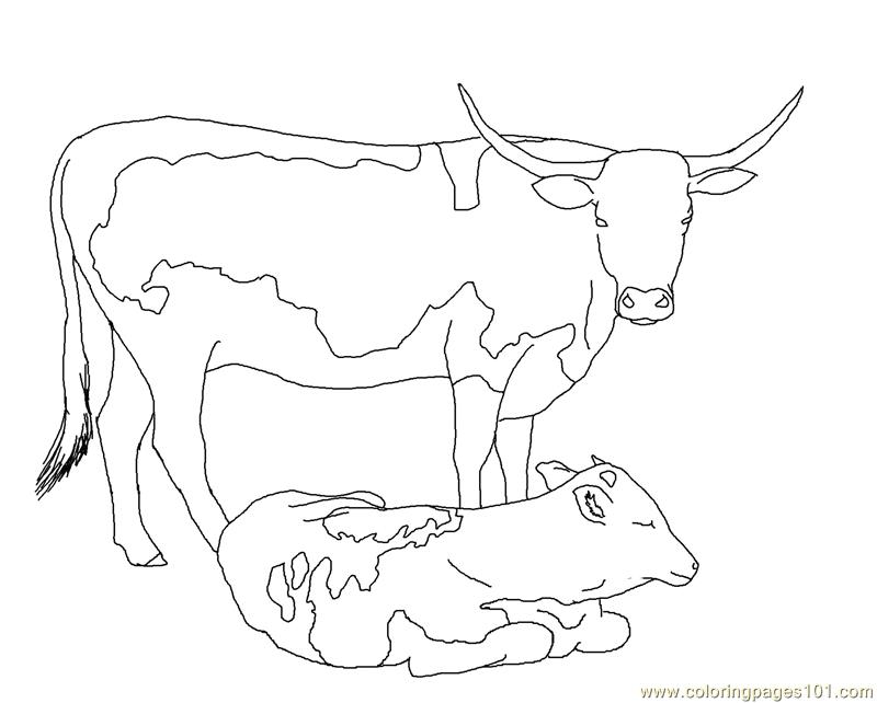 Longhorn Cow Calf Coloring Page 800x642 Longhorn Cow Calf Coloring Page