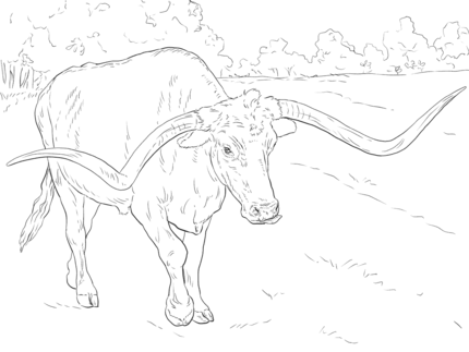 Click Realistic Texas Longhorn Coloring Page For Printable Version 430x323 Click Realistic Texas Longhorn Coloring Page For Printable Version