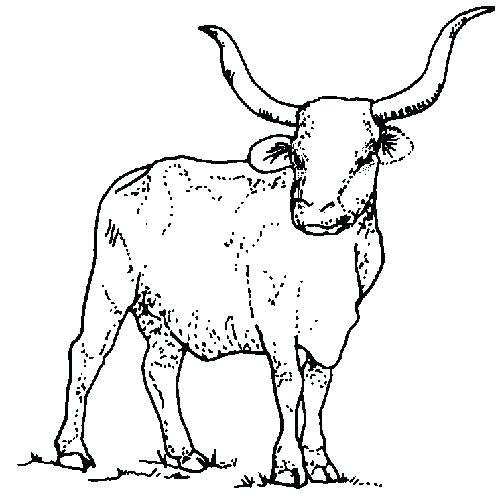 Texas Symbols Coloring Pages Symbols Coloring Pages State Symbols 500x500 Texas Symbols Coloring Pages Symbols Coloring Pages State Symbols