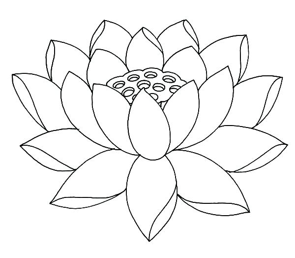 600x524 Flower Coloring Pages For Adults Pdf Printable Coloring Exclusive