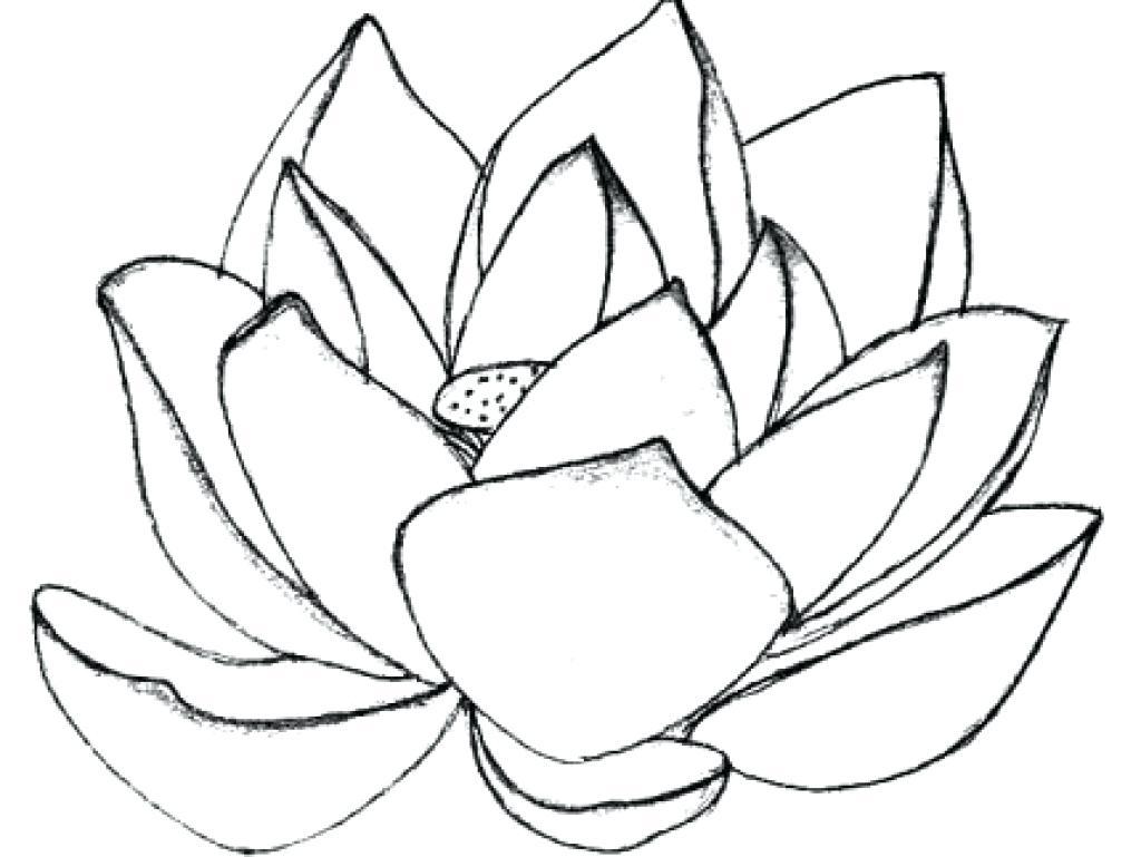 1024x769 Amazing Printable Lotus Coloring Pages For Kids Striking Flower