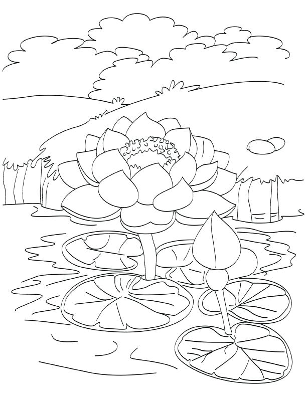 612x792 Lotus Coloring Pages Blooming Lotus In Pond Coloring Page Lotus