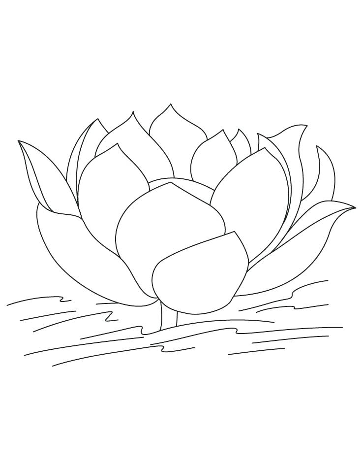 738x954 Lotus Flower Coloring Page Free Lotus Coloring Pages Lotus Flower
