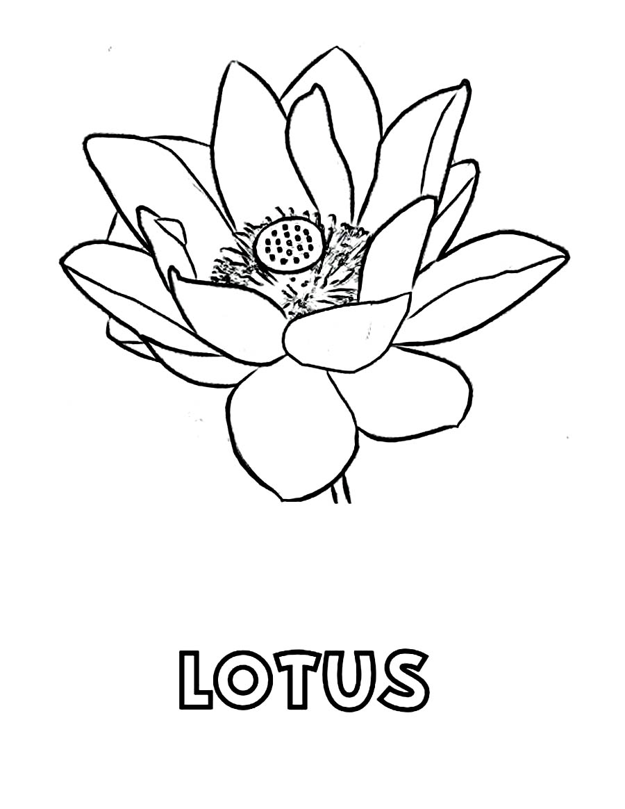 900x1164 New Lotus Flower Coloring Pages Collection Printable Coloring Sheet
