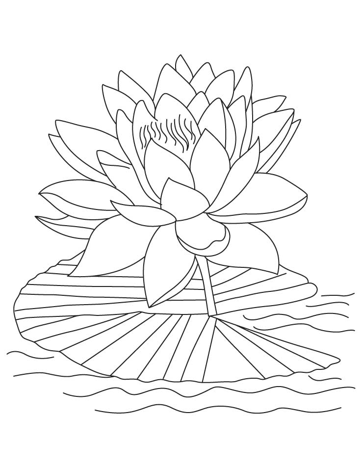 Lotus Flower Coloring Page