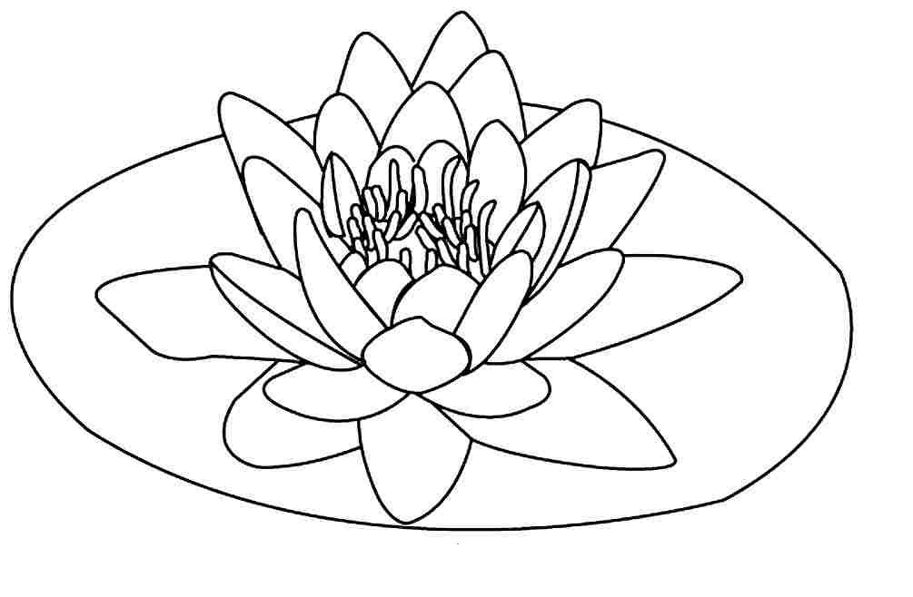Free Printable Lotus Coloring Pages For Kids Flower Colors 1005x658 Free Printable Lotus Coloring Pages For Kids Flower Colors