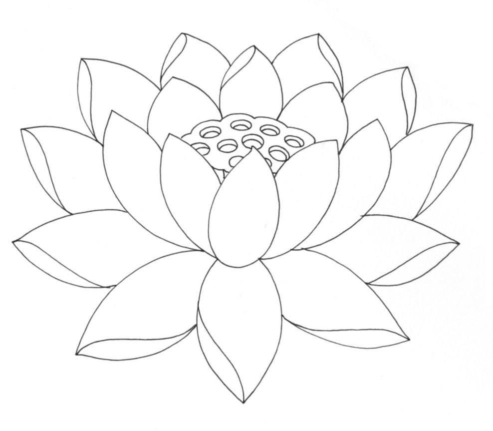 Free Printable Lotus Coloring Pages For Kids Lotus Flower, Lotus 988x863 Free Printable Lotus Coloring Pages For Kids Lotus Flower, Lotus