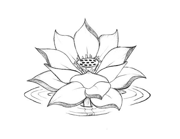 Lotus Flower, Lotus Flower Blooming On The Water Coloring Page 600x463 Lotus Flower, Lotus Flower Blooming On The Water Coloring Page