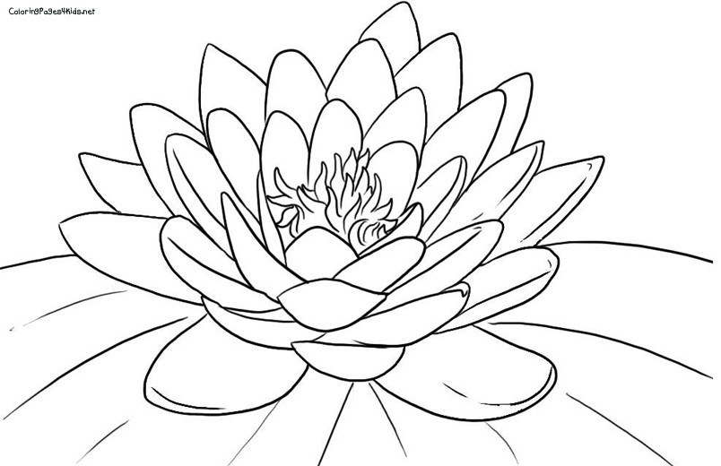 Lotus Flower Coloring Page 804x520 Lotus Flower Coloring Page