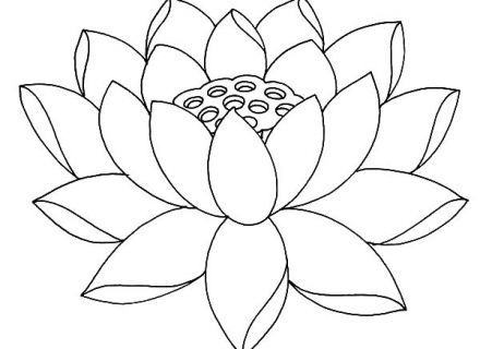440x320 Lotus Flower Fully Bloom Lotus Flower Coloring Pages Fully 440x320 440x320 Lotus Flower Fully Bloom Lotus Flower Coloring Pages Fully