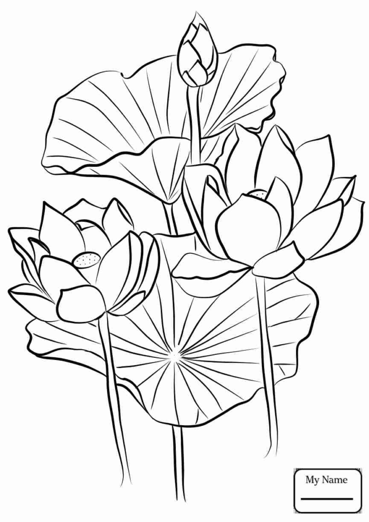 Lotus Flower Coloring Page 5 724x1024 Lotus Flower Coloring Page 5