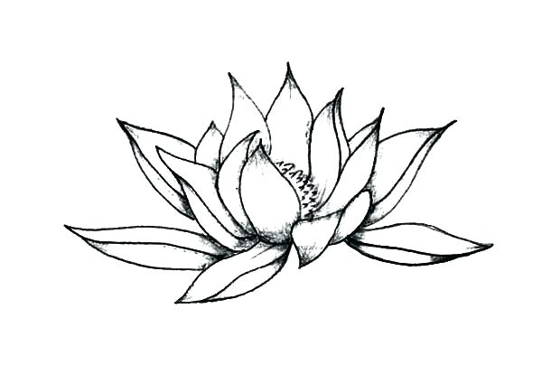 Lotus Flower Coloring Page Coloring Pages Pencil And Pencil Sketch 600x404 Lotus Flower Coloring Page Coloring Pages Pencil And Pencil Sketch