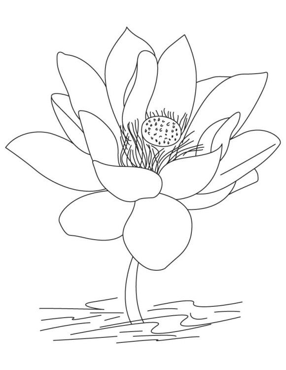 Lotus Flower Coloring Pages Designs Lotus Flower 580x749 Lotus Flower Coloring Pages Designs Lotus Flower