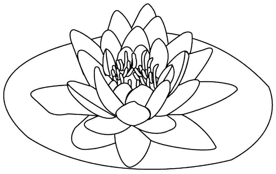 Lotus Flower Coloring Pages 9 Pics Of Lotus Flower Coloring Pages 950x600 Lotus Flower Coloring Pages 9 Pics Of Lotus Flower Coloring Pages