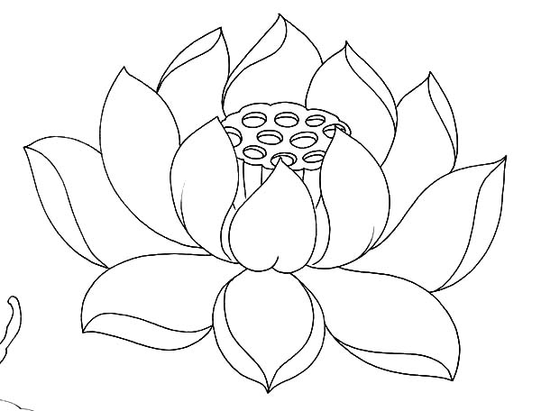 Bean Of India Lotus Flower Coloring Pages Batch Coloring 600x456 Bean Of India Lotus Flower Coloring Pages Batch Coloring
