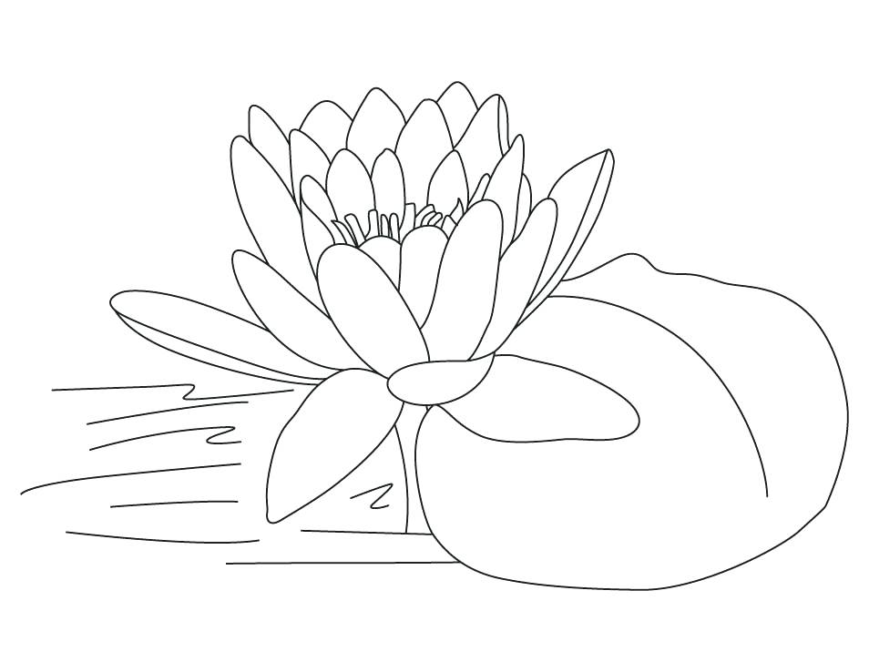 Printable Lotus Flower Coloring Pages 8 954x738 Printable Lotus Flower Coloring Pages 8