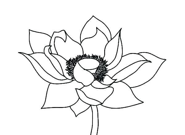 Realistic Flower Coloring Pages Lotus Flower Coloring Page 600x440 Realistic Flower Coloring Pages Lotus Flower Coloring Page