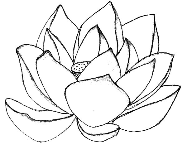 Sacred Lotus Flower Coloring Pages Batch Coloring 600x465 Sacred Lotus Flower Coloring Pages Batch Coloring
