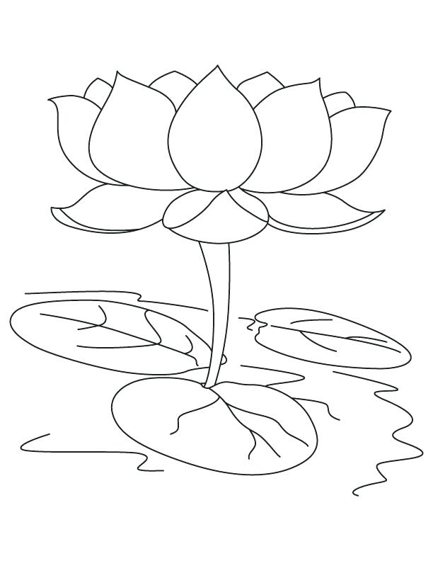 Cool Flower Coloring Pages Lotus Flower Ng Pages Free Sacred Lotus 612x792 Cool Flower Coloring Pages Lotus Flower Ng Pages Free Sacred Lotus