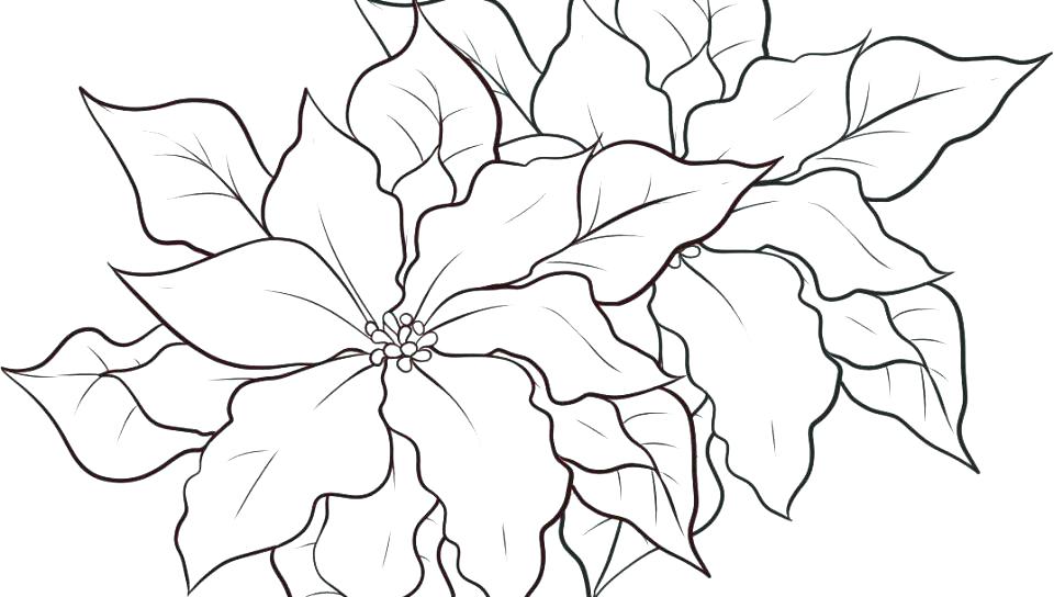 Excellent Lotus Flower Coloring Page Flower Coloring Pages 960x544 Excellent Lotus Flower Coloring Page Flower Coloring Pages