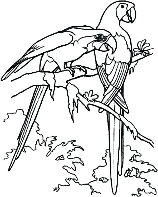 Love Bird Coloring Pages Bird Coloring Pages In Addition To Love 600x746 Love Bird Coloring Pages Bird Coloring Pages In Addition To Love