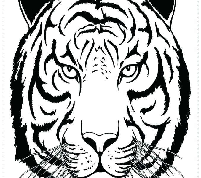 678x600 Lsu Coloring Pages Tigers Coloring Pages Copy Tiger Best Lsu