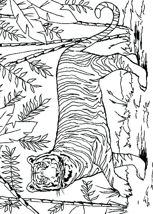 528x735 Astounding Lsu Coloring Pages Tiger Coloring Pages Lsu Coloring