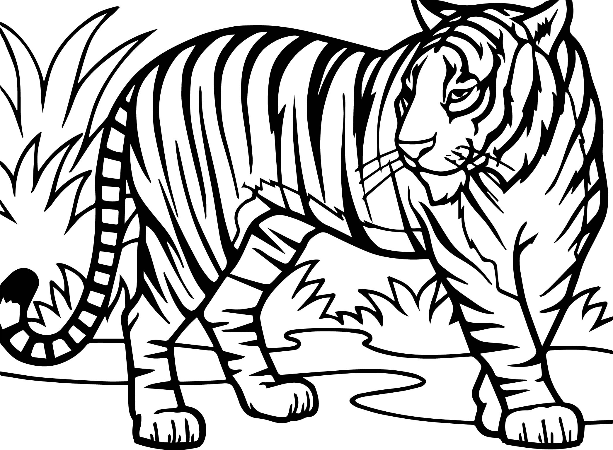 2092x1537 Stylish Ideas Tiger Coloring Pages For Adults Preschool Images