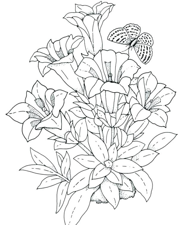 Hibiscus Flower Coloring Pages Luau Coloring Pages Coloring Pages 615x756 Hibiscus Flower Coloring Pages Luau Coloring Pages Coloring Pages