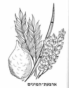Lulav And Etrog Coloring Pages