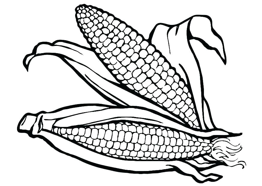 Corn Coloring Sheet 875x620 Corn Coloring Sheet