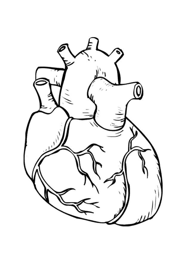 Lungs Coloring Page