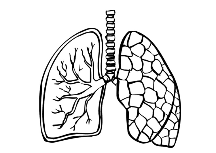 Coloring Page Lungs 750x531 Coloring Page Lungs