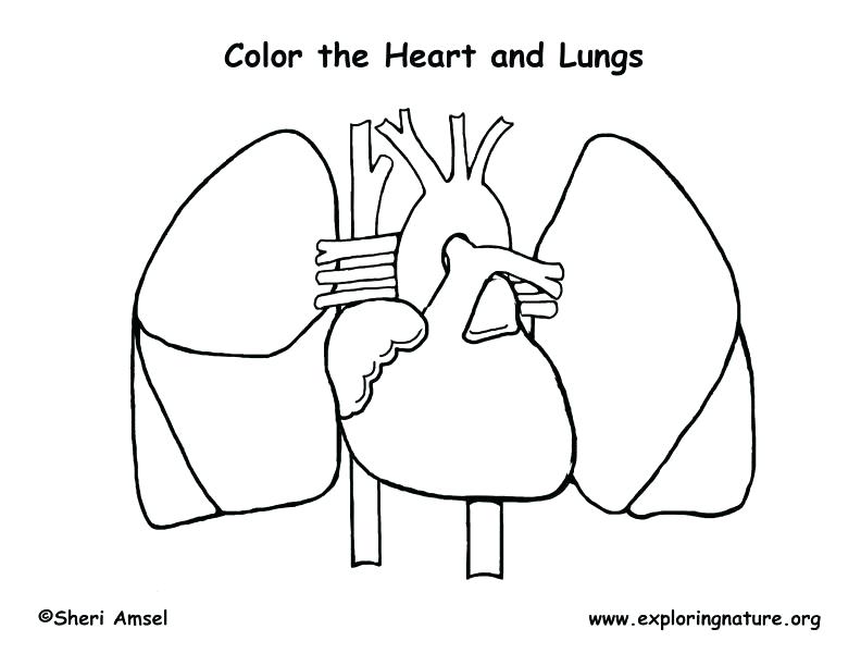 Body Coloring Pages Body Coloring Pages Heart And Lungs Coloring 792x612 Body Coloring Pages Body Coloring Pages Heart And Lungs Coloring