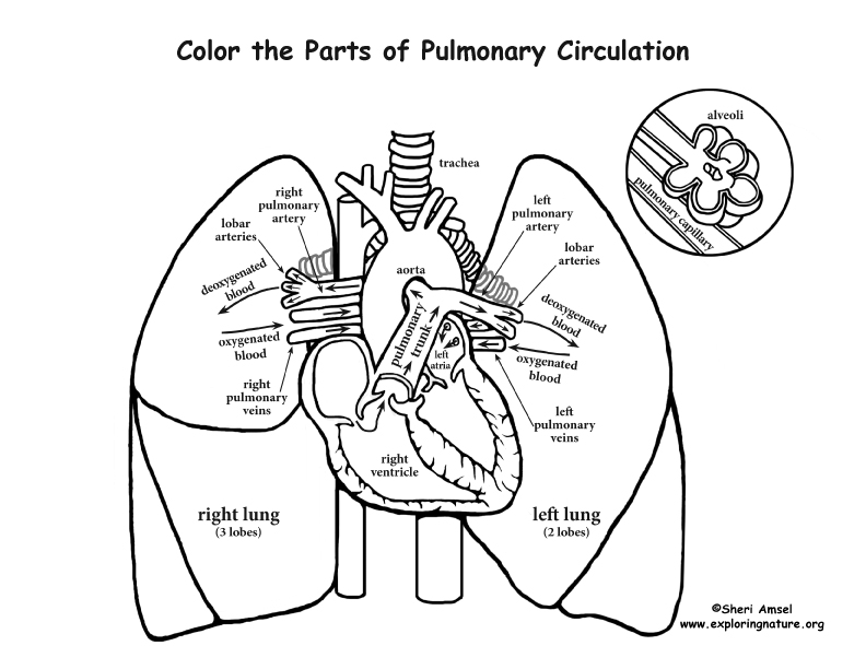 Pulmonary Circulation Coloring Page 792x612 Pulmonary Circulation Coloring Page