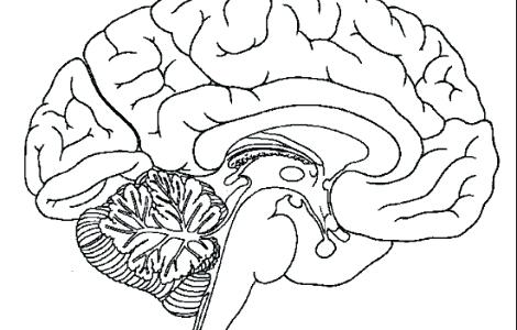 Respiratory System Coloring Page Printout Of The Brains Anatomy 470x300 Respiratory System Coloring Page Printout Of The Brains Anatomy